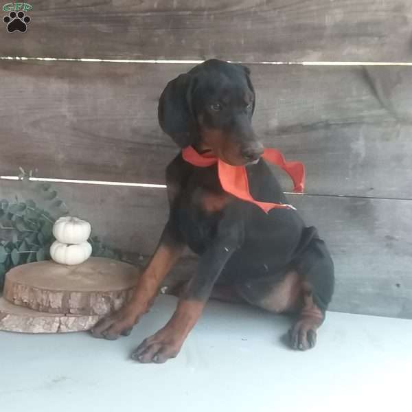 Sherley, Doberman Pinscher Puppy