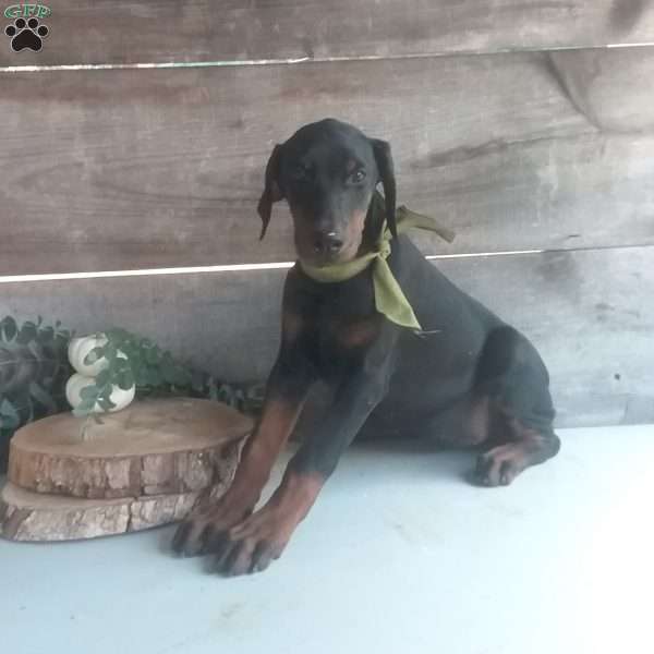 Sidney, Doberman Pinscher Puppy