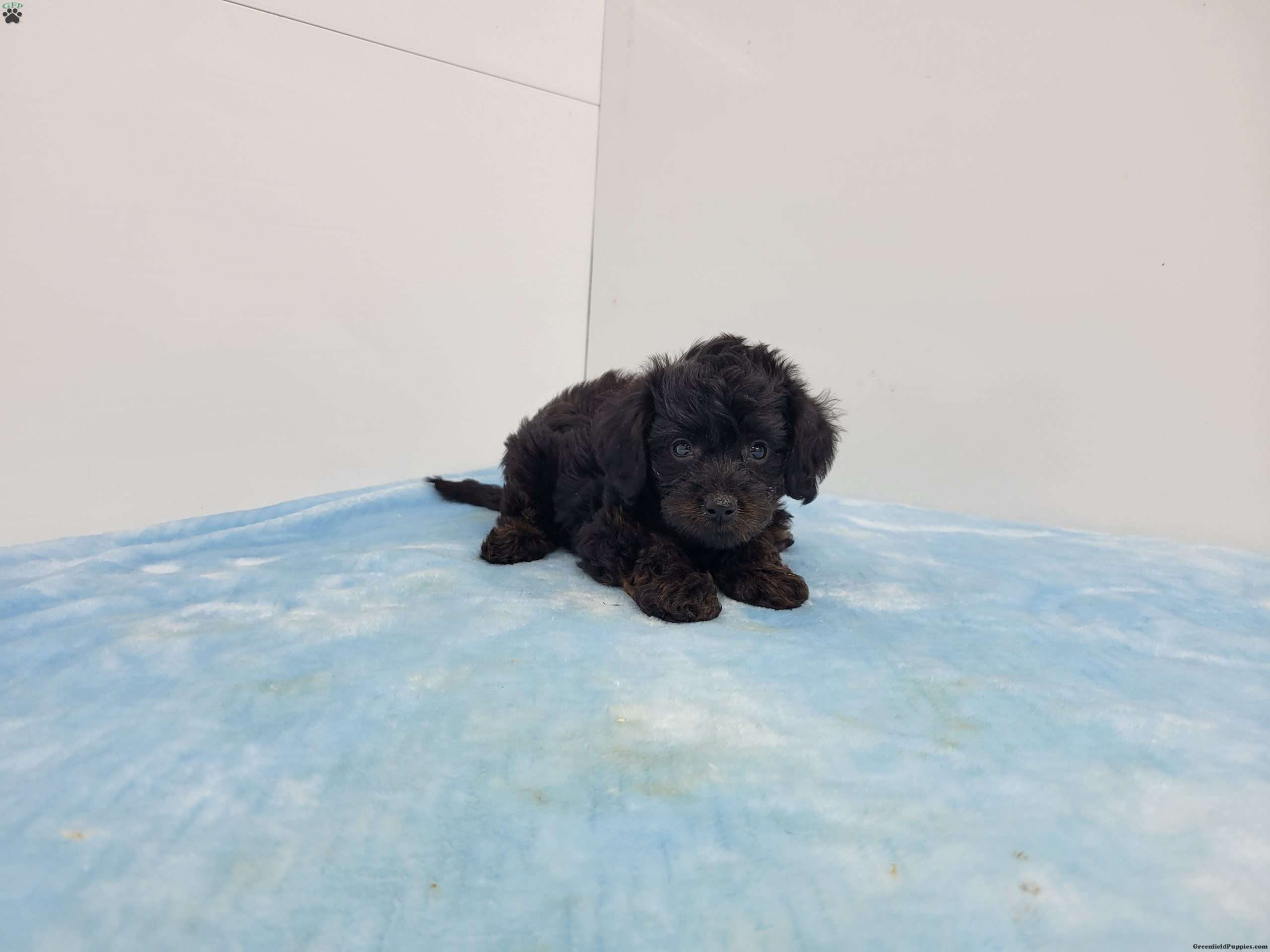 Yony Yorkie Poo Puppy For Sale in Pennsylvania