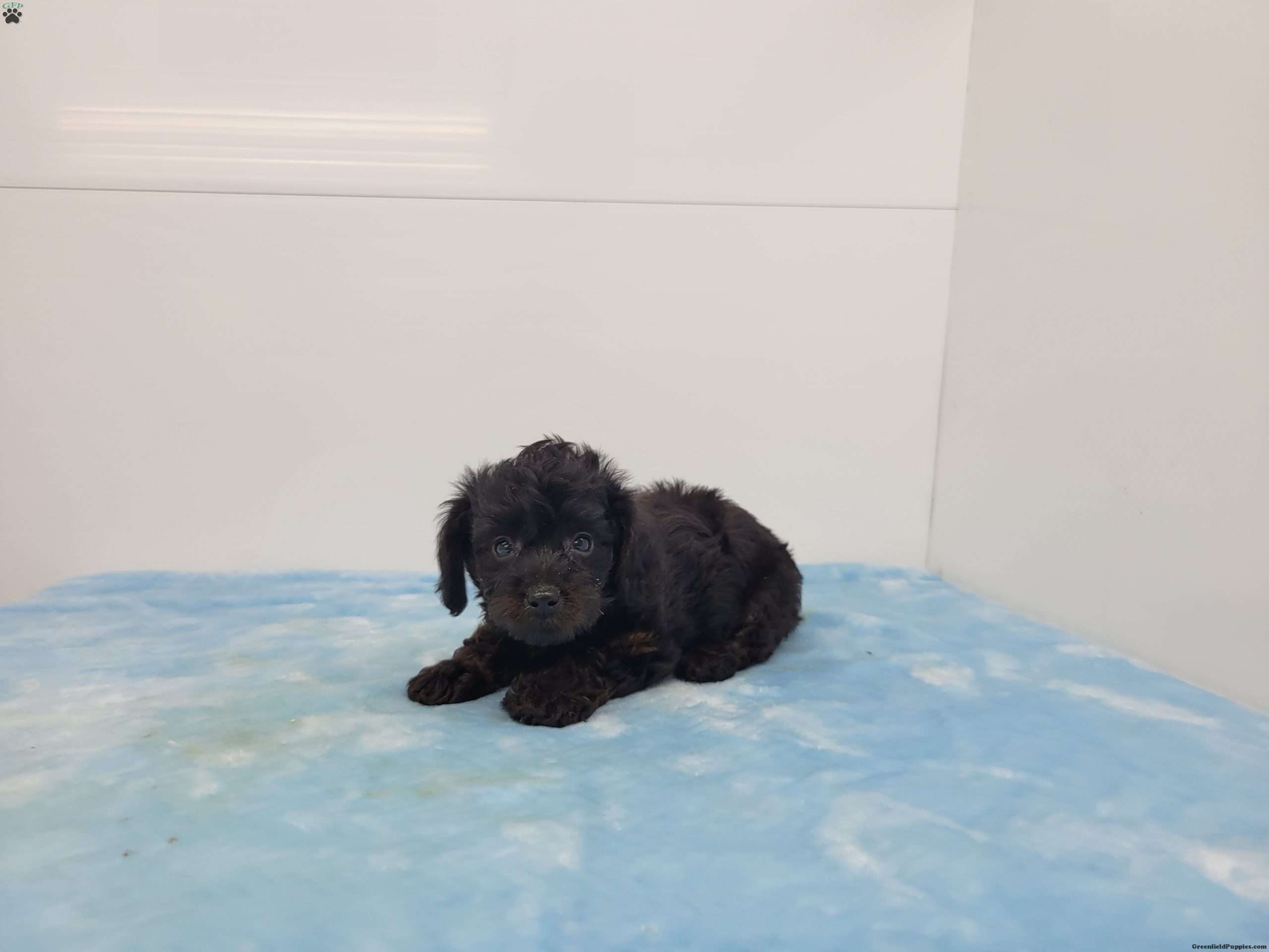Yony Yorkie Poo Puppy For Sale in Pennsylvania