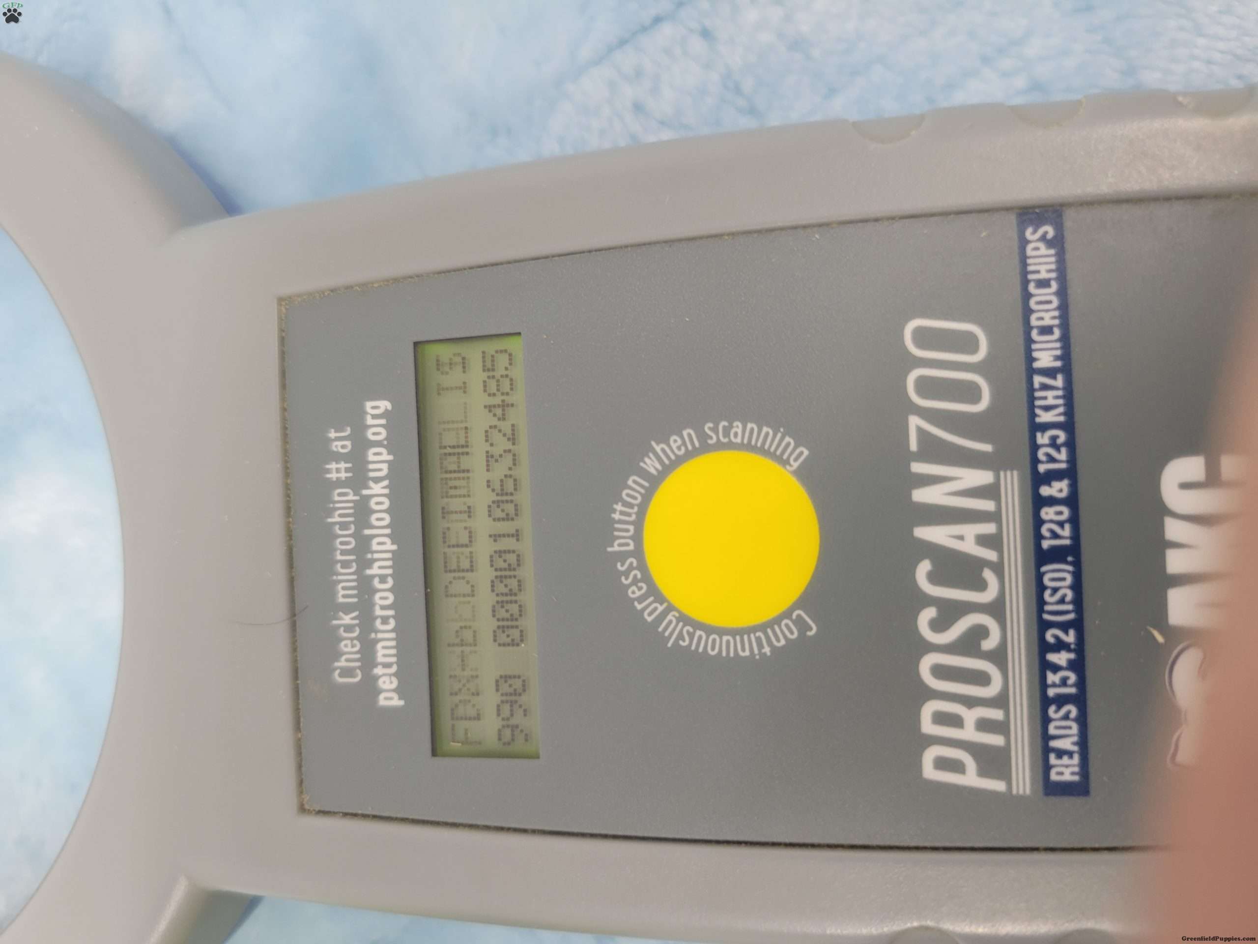 Yates Yorkie Poo Puppy For Sale in Pennsylvania