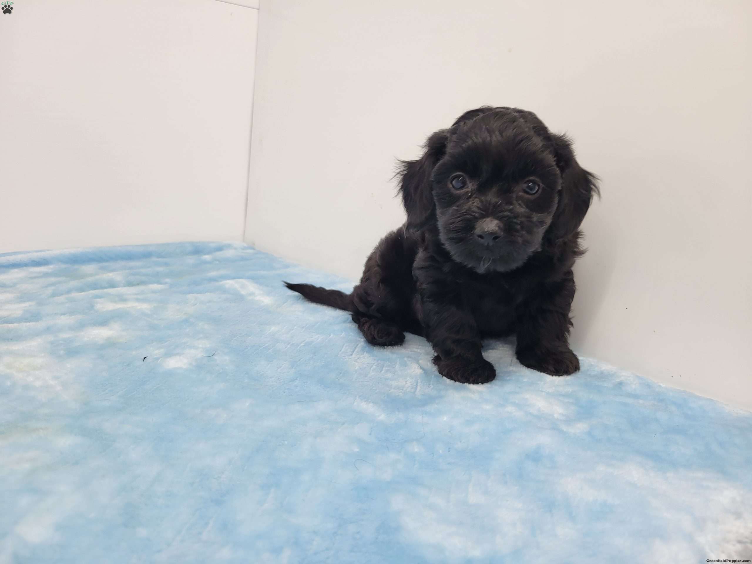 Yasper Yorkie Poo Puppy For Sale in Pennsylvania