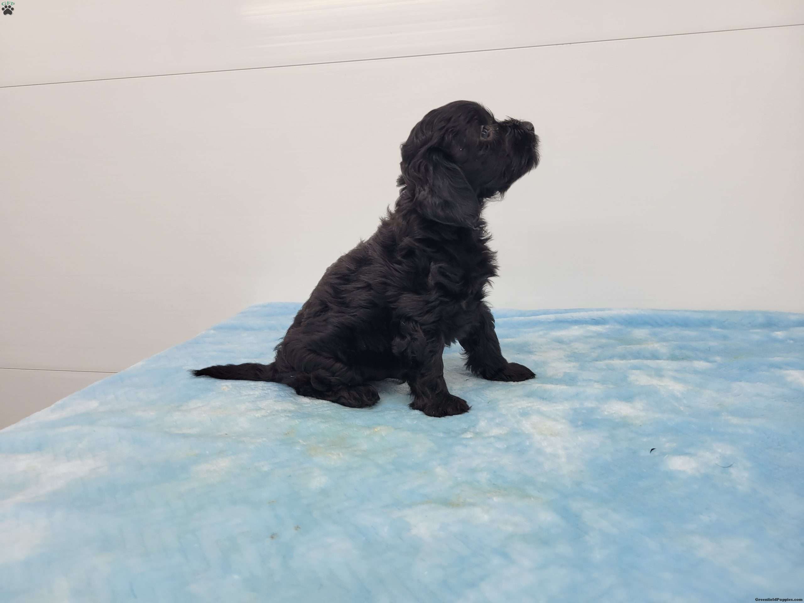Yasper Yorkie Poo Puppy For Sale in Pennsylvania
