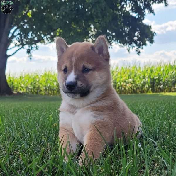 Blaze, Shiba Inu Puppy