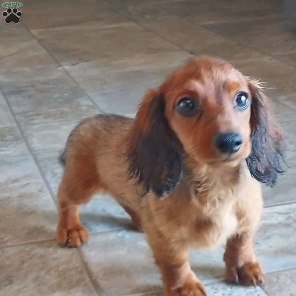 Crush, Dachshund Puppy