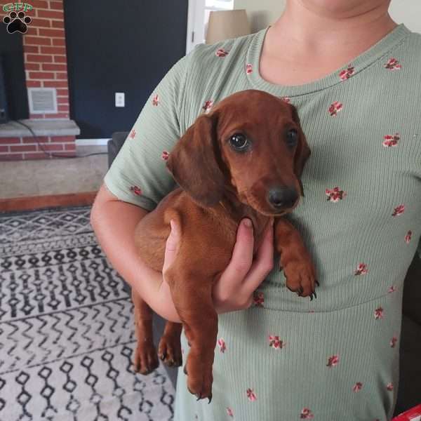 Coca, Dachshund Puppy