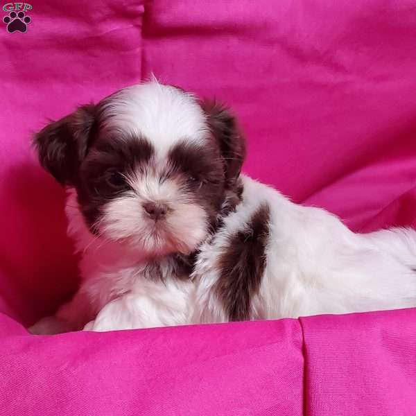 Pearl, Shih Tzu Puppy