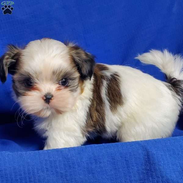 Rex, Shih Tzu Puppy