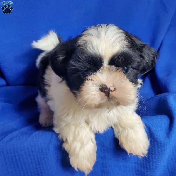 Panda, Shih Tzu Puppy