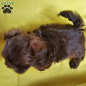 Troy, Shih Tzu Puppy