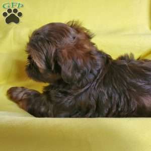 Troy, Shih Tzu Puppy