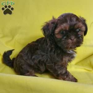 Troy, Shih Tzu Puppy