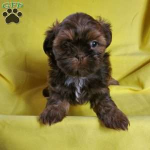 Troy, Shih Tzu Puppy