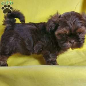 Troy, Shih Tzu Puppy