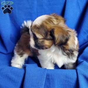 Ryker, Shih Tzu Puppy