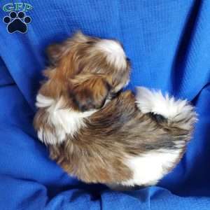 Ryker, Shih Tzu Puppy