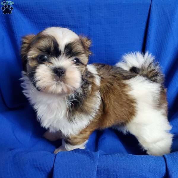 Ryker, Shih Tzu Puppy