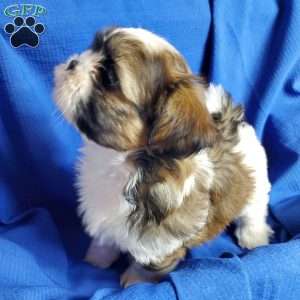 Ryker, Shih Tzu Puppy