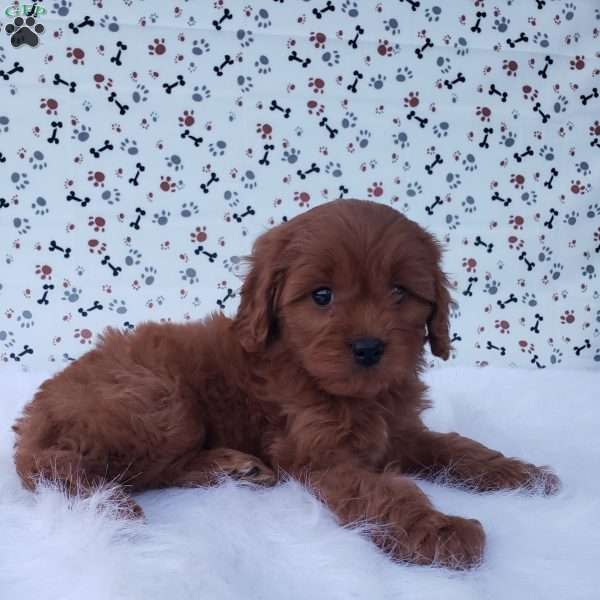 Spencer, Cavapoo Puppy