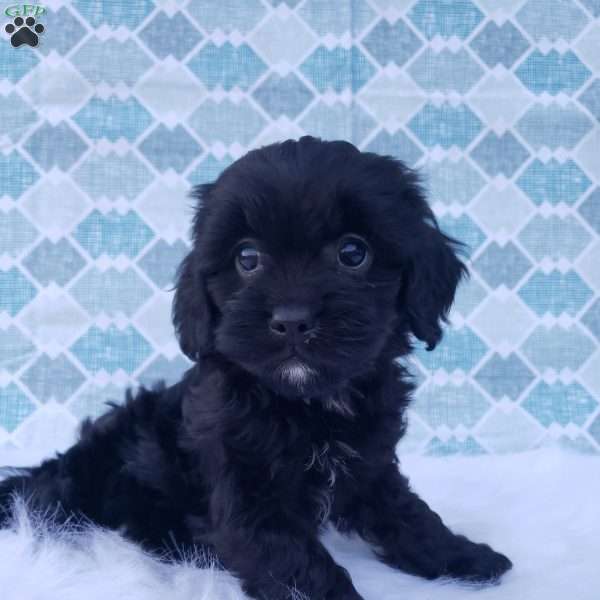 Parker, Cavapoo Puppy