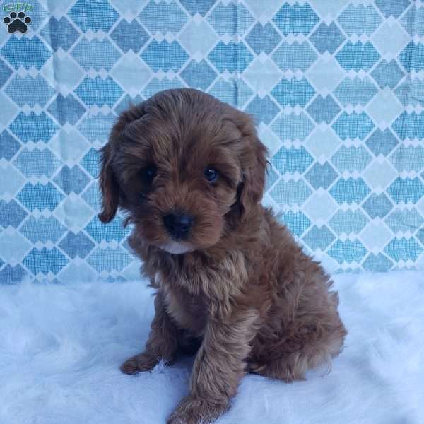 Tucker, Cavapoo Puppy