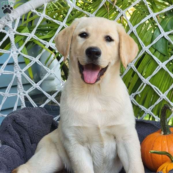 Goldy, Yellow Labrador Retriever Puppy