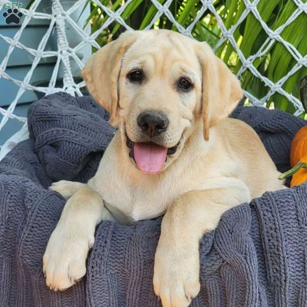 Bobby, Yellow Labrador Retriever Puppy