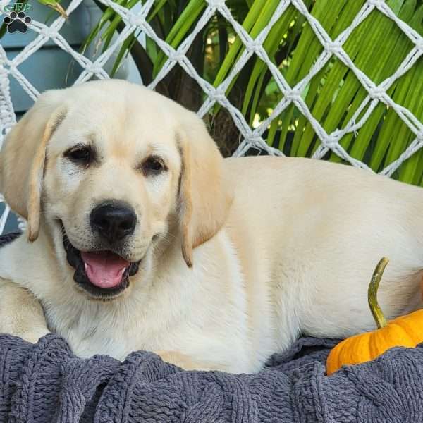 Butch, Yellow Labrador Retriever Puppy