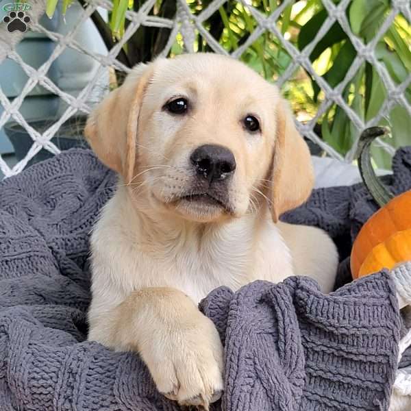 Tonka, Yellow Labrador Retriever Puppy