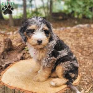 Venus, Mini Bernedoodle Puppy