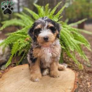 Venus, Mini Bernedoodle Puppy