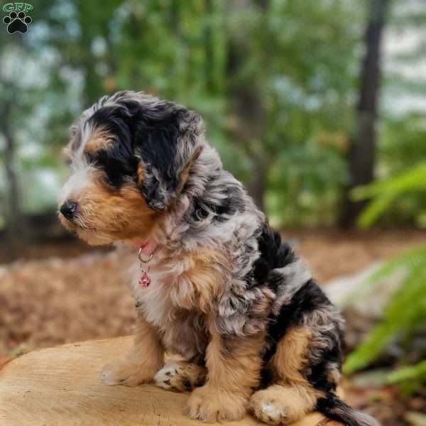 Venus, Mini Bernedoodle Puppy