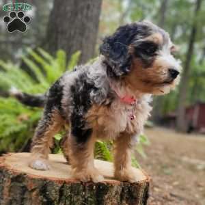 Venus, Mini Bernedoodle Puppy