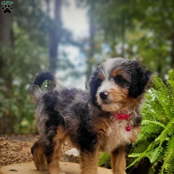 Nova, Mini Bernedoodle Puppy