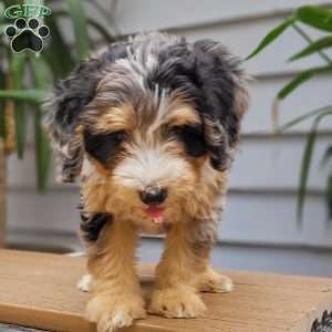 Venus, Mini Bernedoodle Puppy