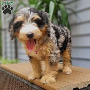 Venus, Mini Bernedoodle Puppy