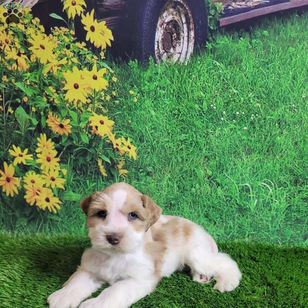 Red Barron, Miniature Schnauzer Puppy