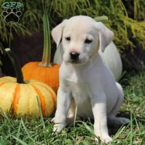 Amy, Yellow Labrador Retriever Puppy