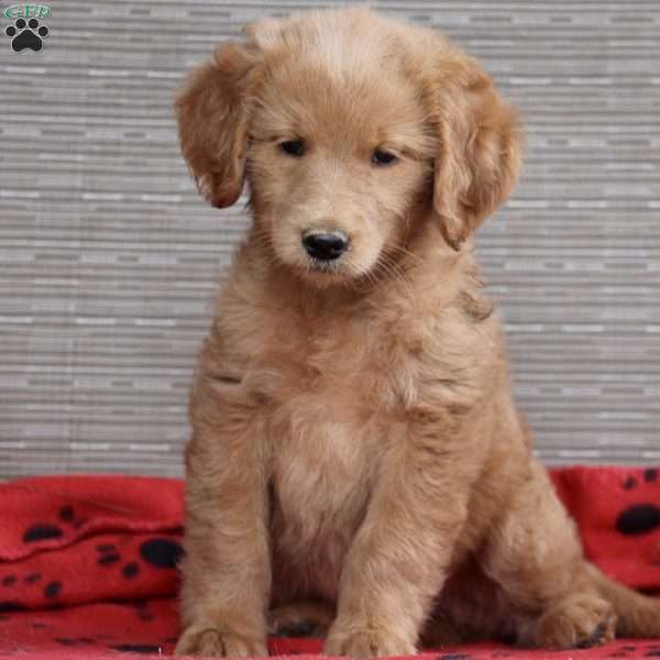 Ginny, Goldendoodle Puppy