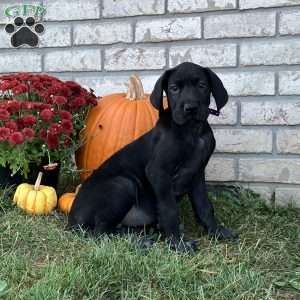 Daisy, Great Dane Puppy