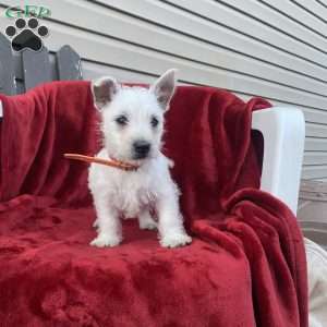 Taylor, West Highland Terrier Puppy