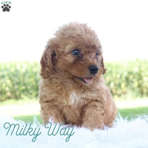 Milkyway, Cavapoo Puppy