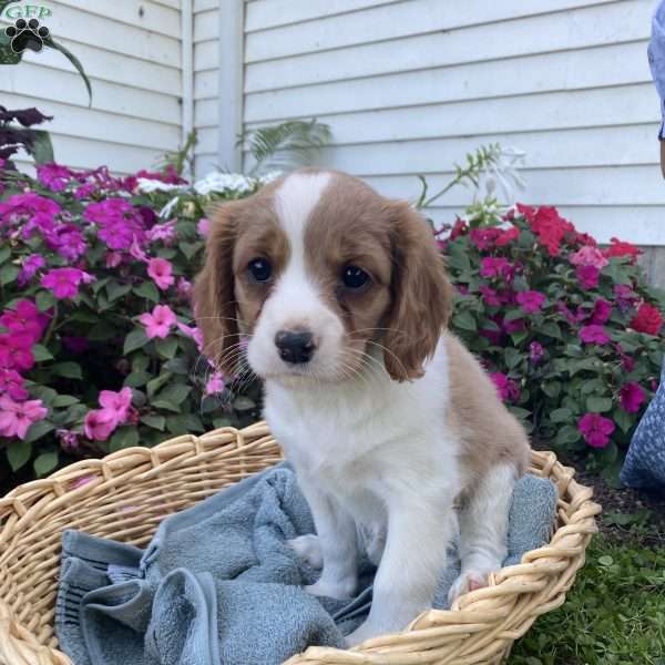 Karmen, Cavalier King Charles Mix Puppy