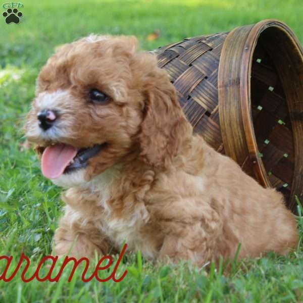 Carmel, Cavapoo Puppy