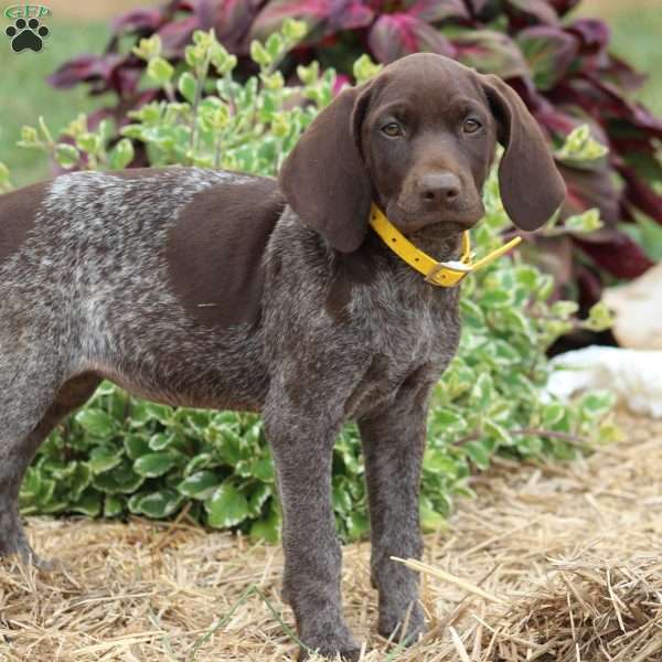 Marly, German Shorthaired Pointer Puppy