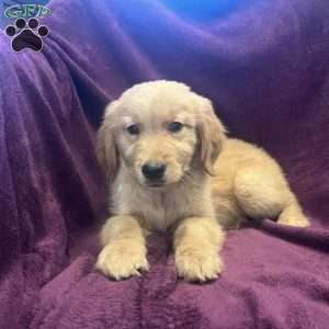 Remi, Golden Retriever Puppy