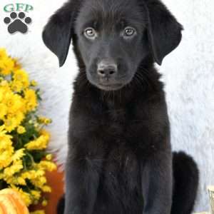 Macy, Golden Shepherd Puppy