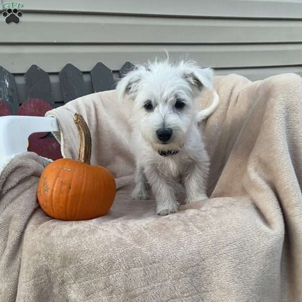 Wally, Westie Mix Puppy