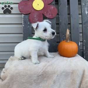 Tate, West Highland Terrier Puppy