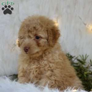 Rosa, Mini Goldendoodle Puppy